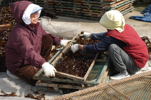 양식미역을 채취해 모양을 만들고 있는 어민(관매도 관호리, 2005.4) 